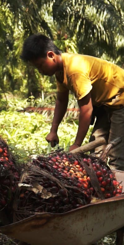 Palmolieschandaal: multinationals profiteren van kinderarbeid en uitbuiting