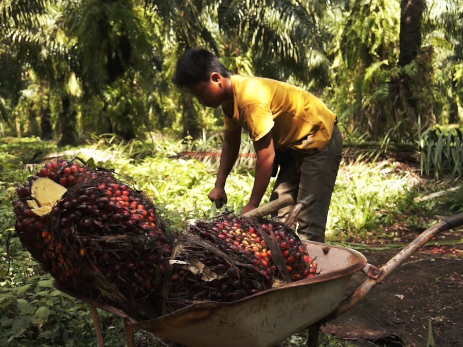 Palmolieschandaal: multinationals profiteren van kinderarbeid en uitbuiting