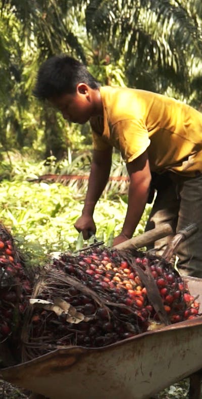 Palmolieproductie in Indonesië