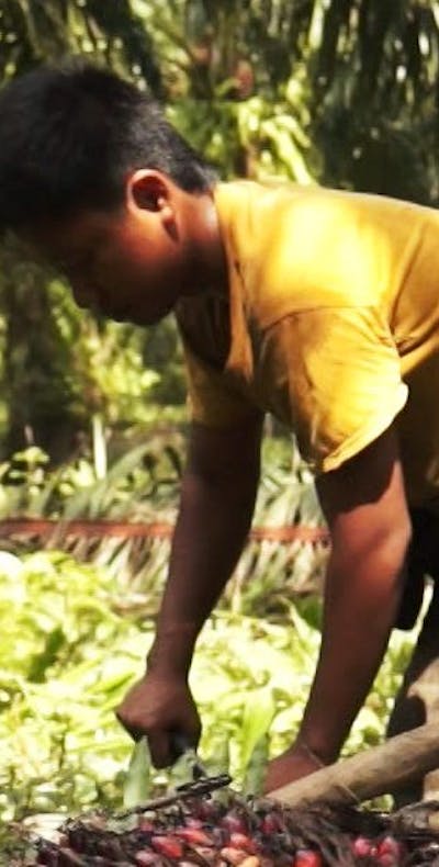 Palmolieschandaal: multinationals profiteren van kinderarbeid en uitbuiting.