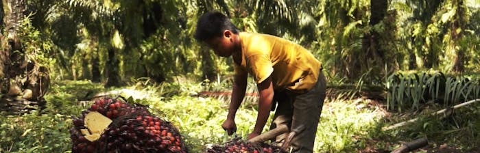 Palmolieschandaal: multinationals profiteren van kinderarbeid en uitbuiting.