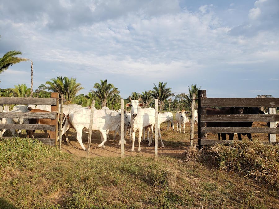 Illegale veehouderij in Brazilië