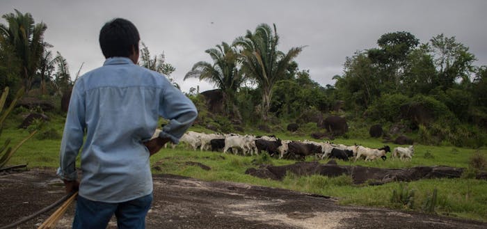 Een inheemse man kijkt naar vee dat graast op ontbost gebied in de Amazone