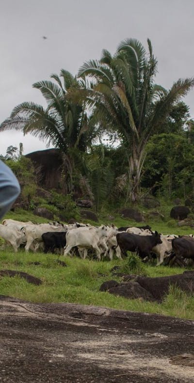 Een inheemse man kijkt naar vee dat graast op ontbost gebied in de Amazone