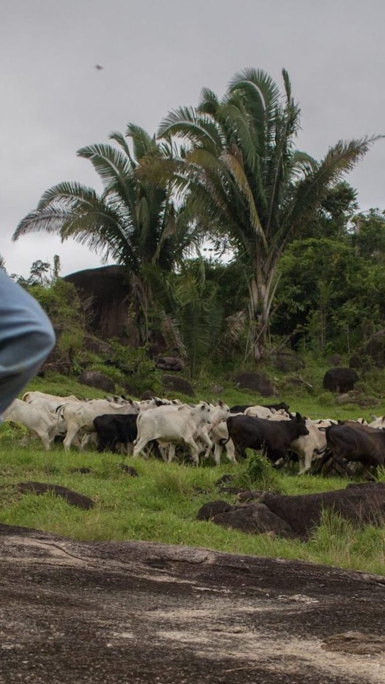 Een inheemse man kijkt naar vee dat graast op ontbost gebied in de Amazone