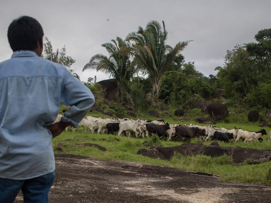 Een inheemse man kijkt naar vee dat graast op ontbost gebied in de Amazone