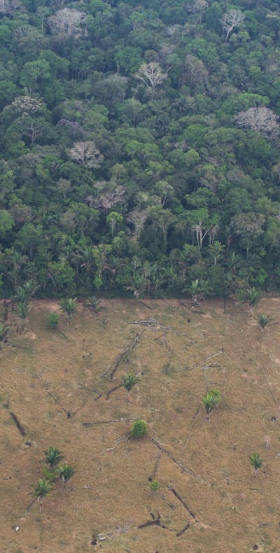 De grens van het Uru-Eu-Wau-Wau-gebied in Rondônia, Brazilië. Waar traditionele landen van inheemse volkeren uit primaire bossen bestaan, kan de wettelijke erkenning van inheemse territoria een beschermende rol spelen tegen ontbossing.