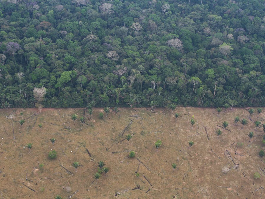 De grens van het Uru-Eu-Wau-Wau-gebied in Rondônia, Brazilië. Waar traditionele landen van inheemse volkeren uit primaire bossen bestaan, kan de wettelijke erkenning van inheemse territoria een beschermende rol spelen tegen ontbossing.