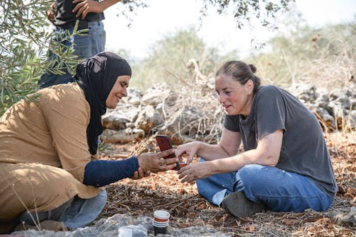 Olijfoogst in Deir Istiya