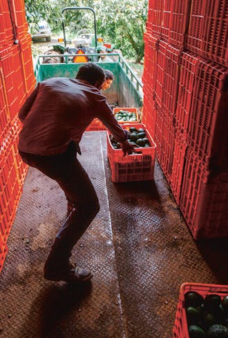 Een avocadoplukker laadt een vrachtwagen met kratten vol avocado’s. Een arbeider verdient ongeveer 50 peso per krat, wat overeenkomt met circa 2,67 euro.